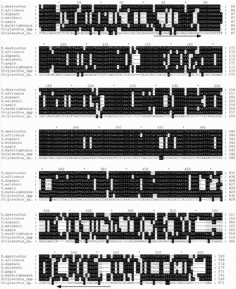 Rapid PCR (Polymerase Chain Reaction) molecular detection method for ditylenchus destructor thorne and application of rapid PCR molecular detection method