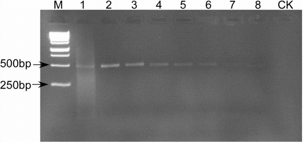 Rapid PCR (Polymerase Chain Reaction) molecular detection method for ditylenchus destructor thorne and application of rapid PCR molecular detection method