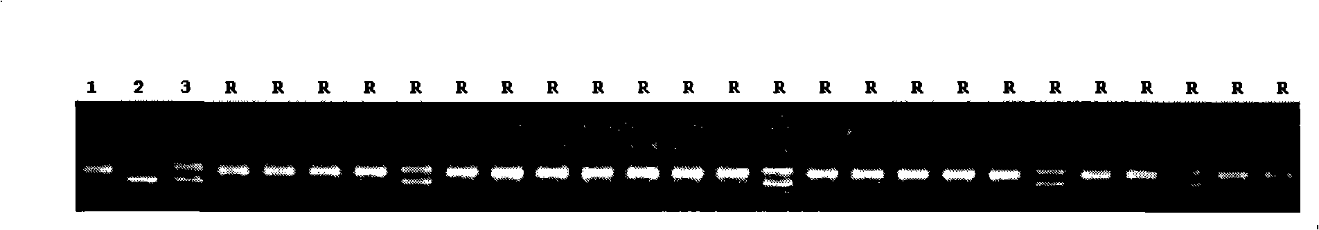 Numerator mark concatenated with whitebacked planthopper resistance genes of rice, and developing method thereof