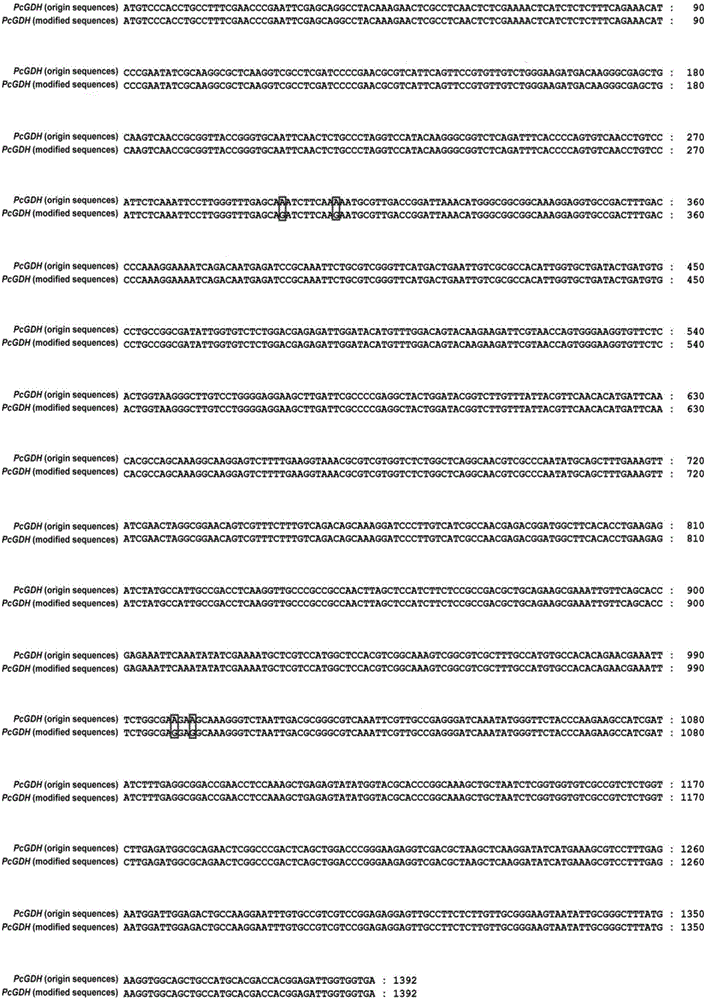 Fungus PcGDH protein for improving efficient utilization of nitrogen, and application thereof