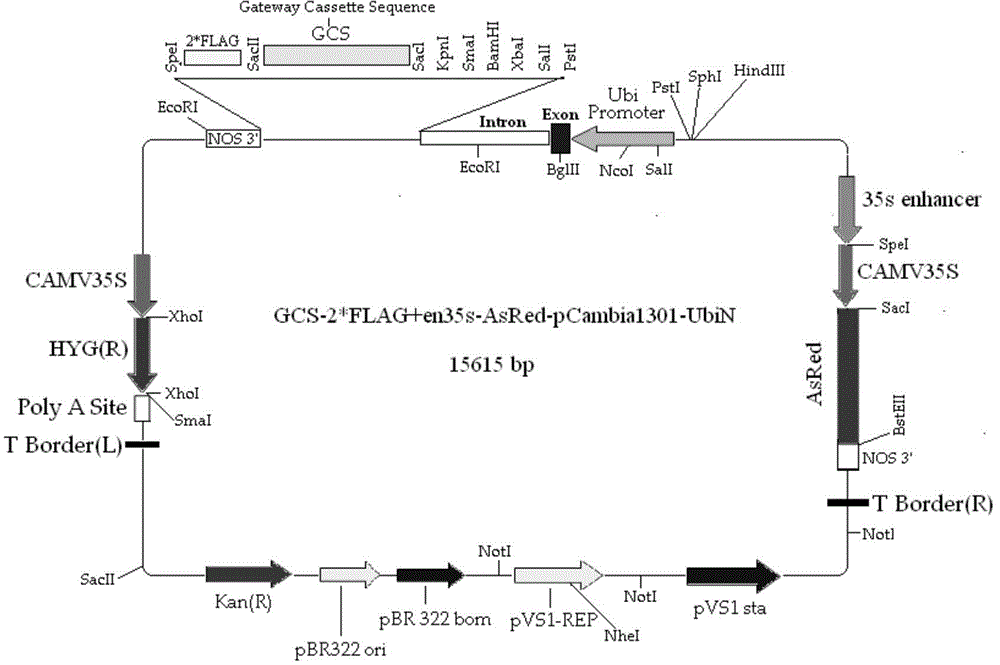 Fungus PcGDH protein for improving efficient utilization of nitrogen, and application thereof