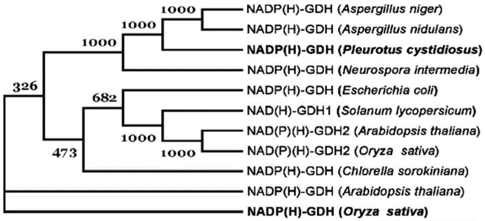 Fungus PcGDH protein for improving efficient utilization of nitrogen, and application thereof