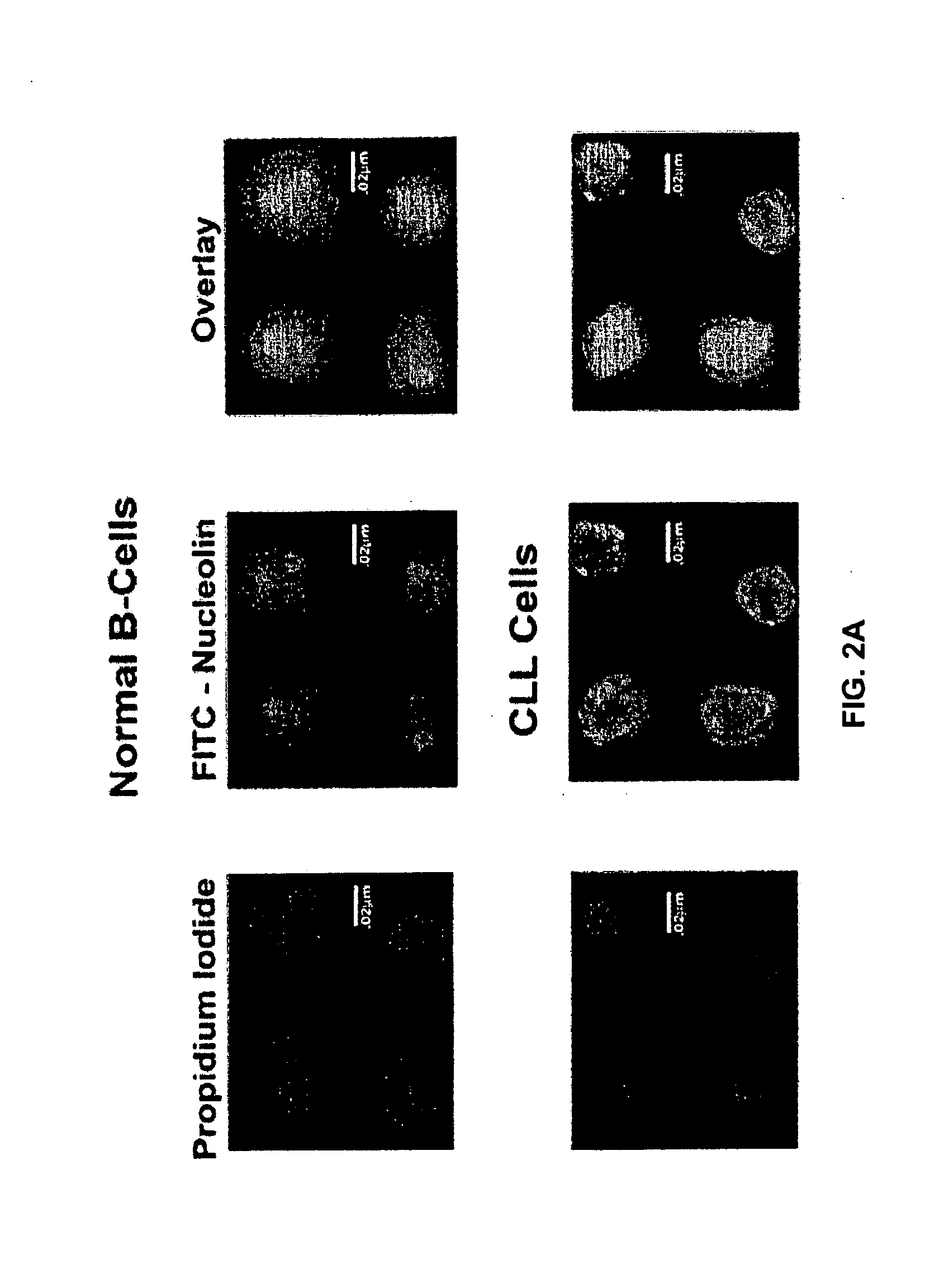 Human Monoclonal Antibodies to Human Nucleolin