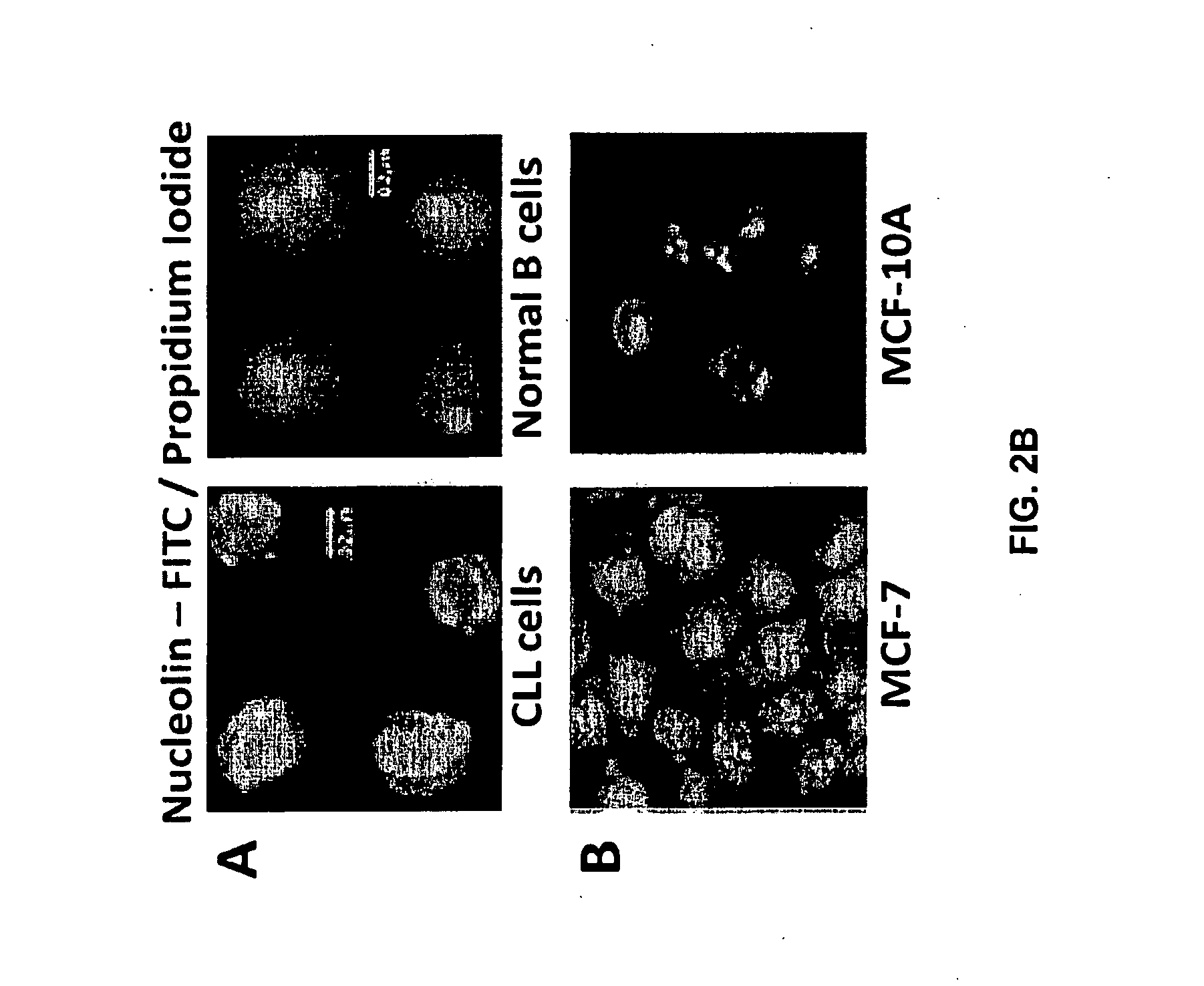 Human Monoclonal Antibodies to Human Nucleolin