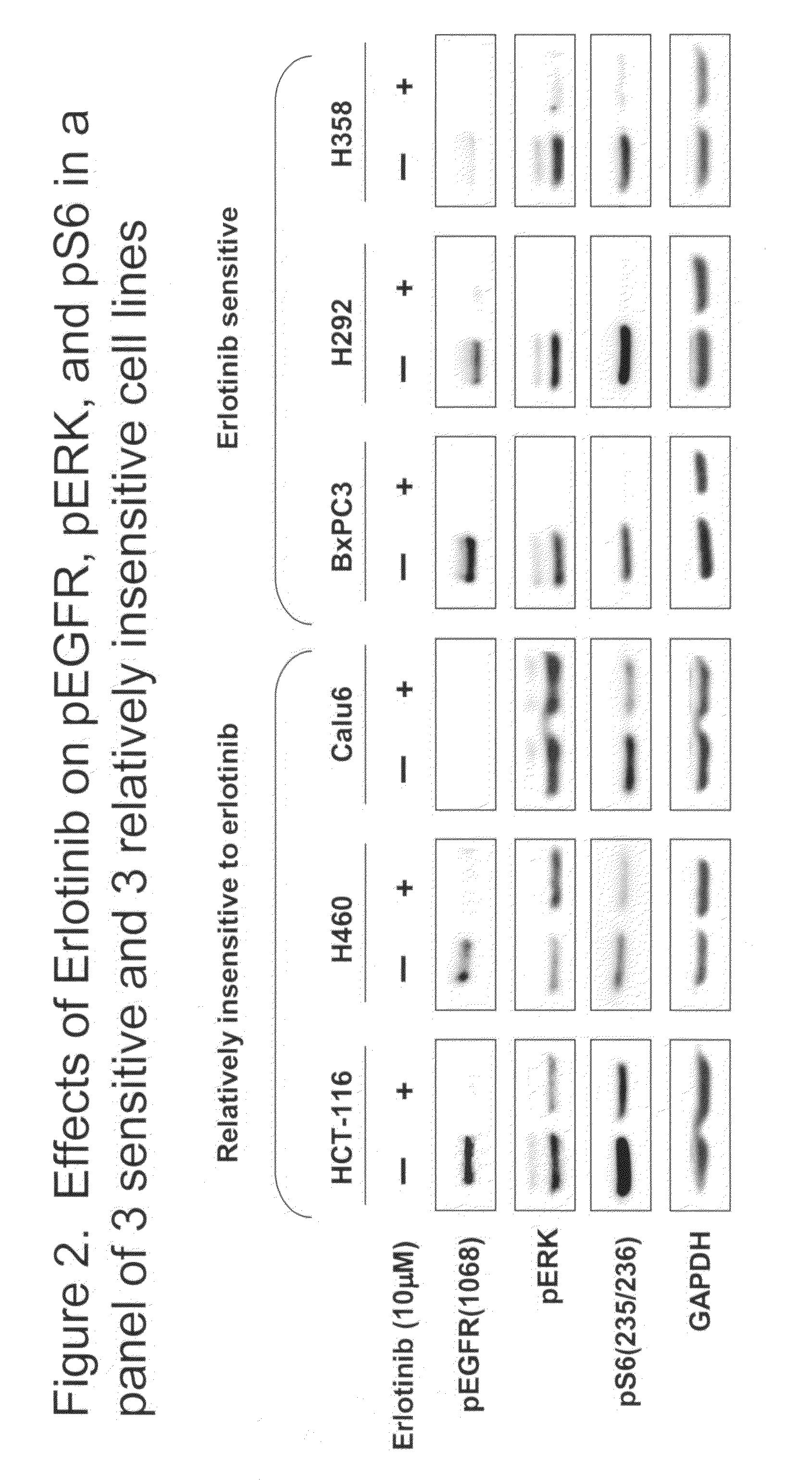 Combined treatment with an EGFR kinase inhibitor and an agent that sensitizes tumor cells to the effects of EGFR kinase inhibitors