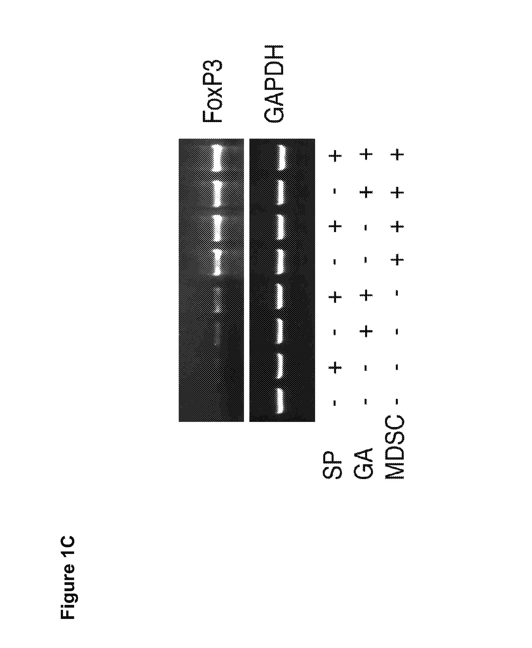 Methods of using small compounds to enhance myeloid derived suppressor cell function for treating autoimmune diseases