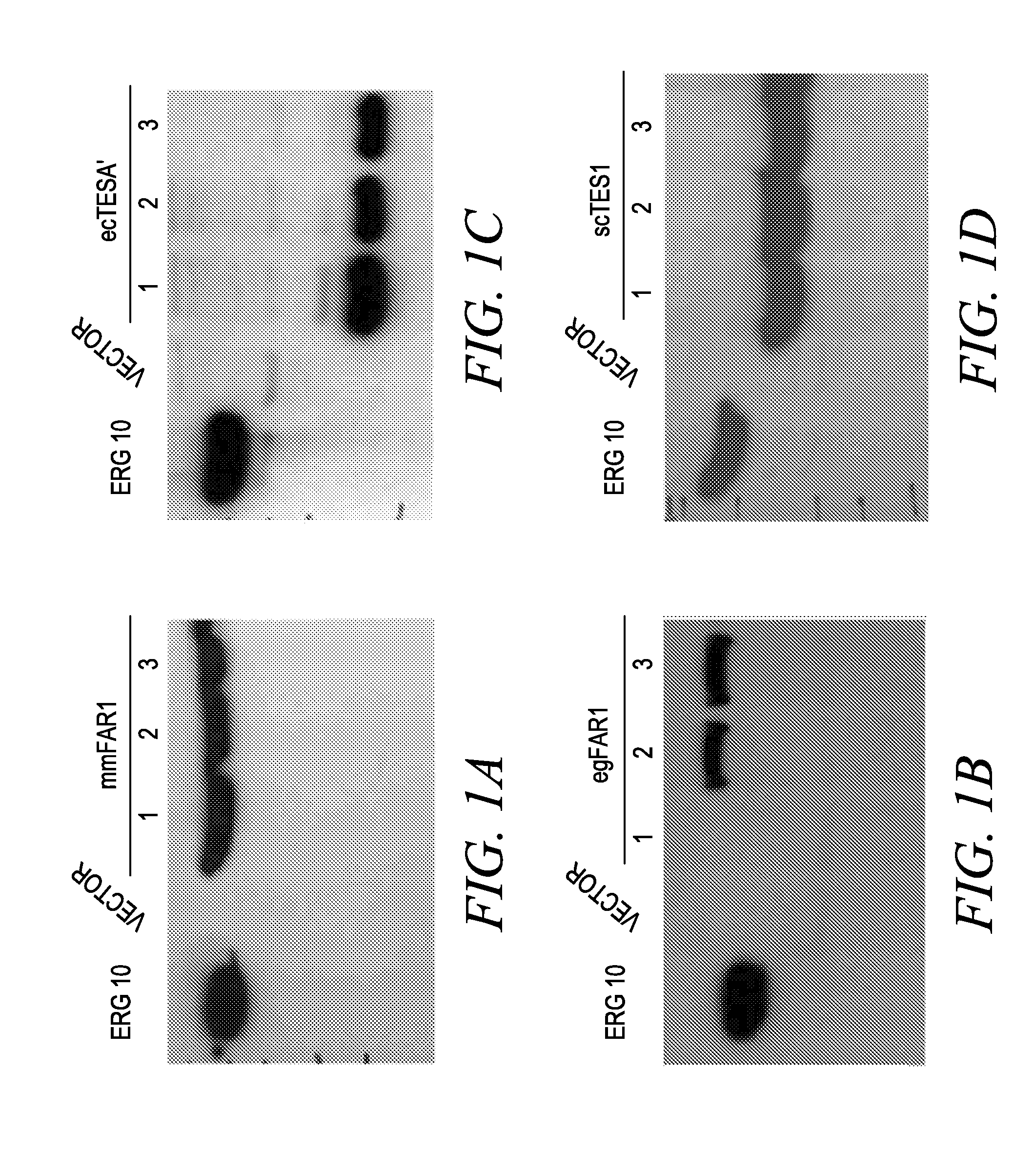 Genetically engineered saccharomyces cerevisiae and yarrowia lipolytica and production of fatty alcohols