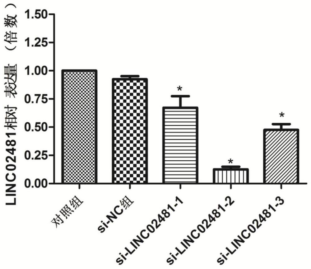 Application of long-chain non-coding RNA LINC02481 in inhibition of proliferation of gastric cancer cells and promotion of apoptosis of gastric cancer cells