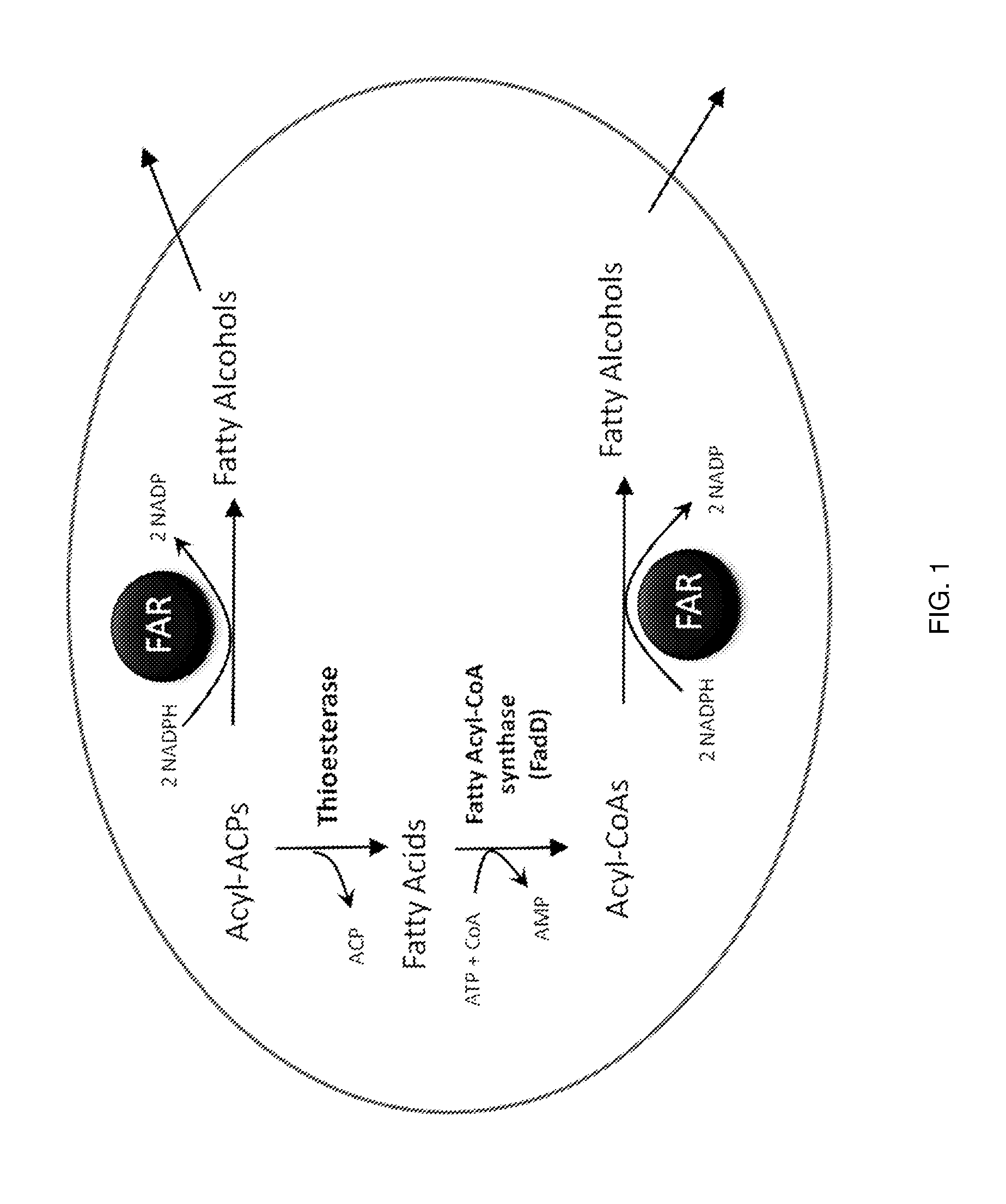 Production of fatty alcohols from engineered microorganisms