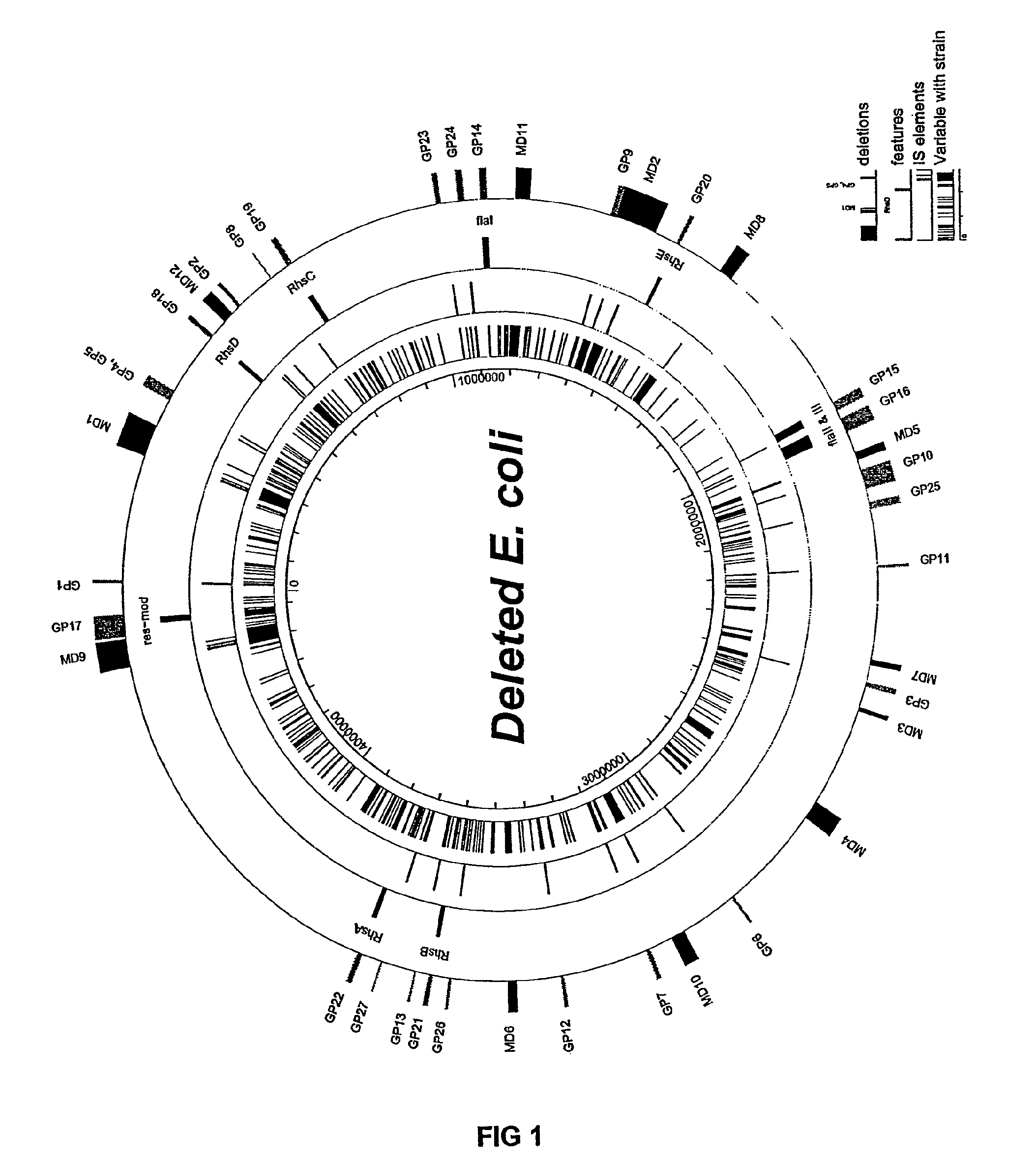 Insertion sequence-free bacteria