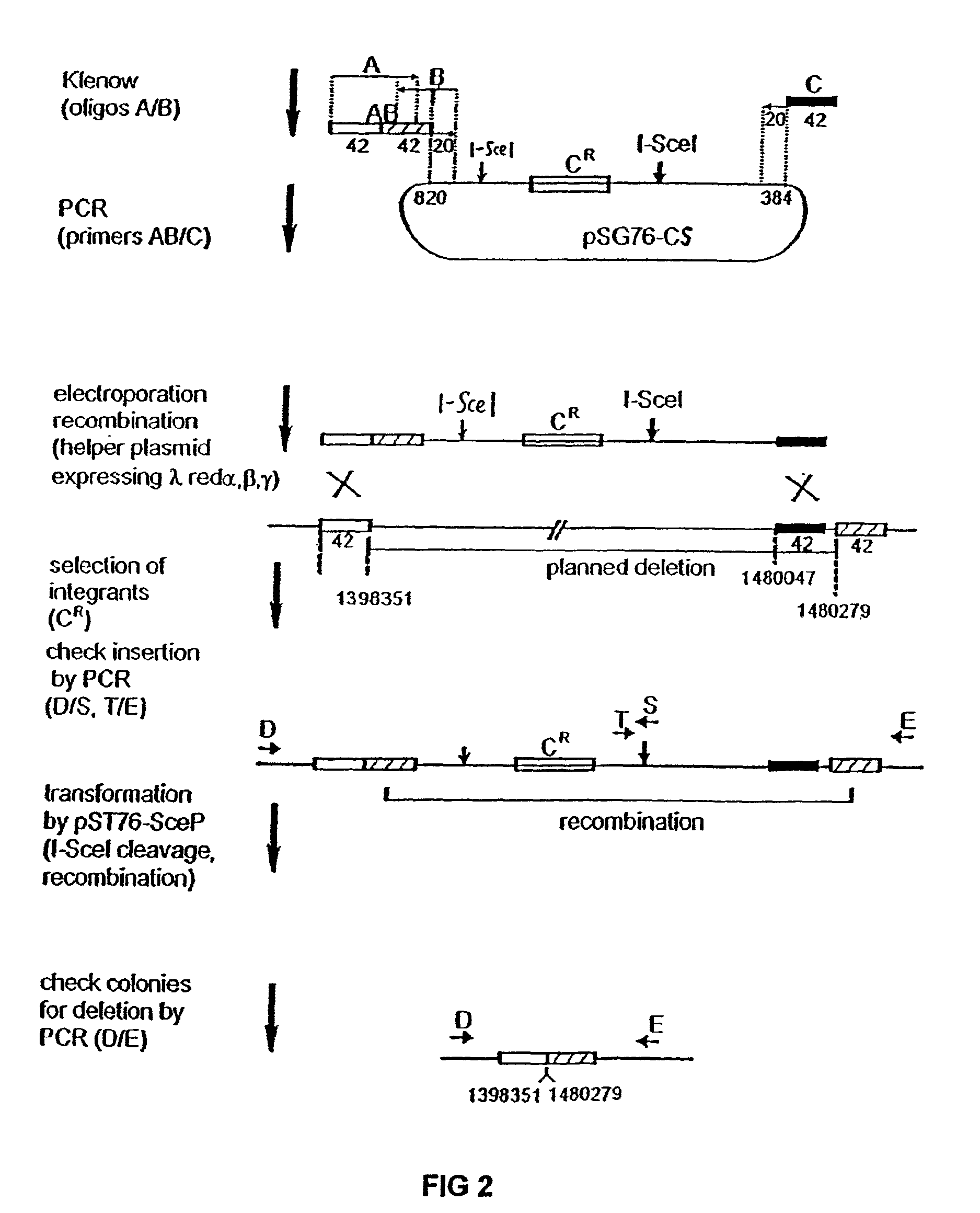 Insertion sequence-free bacteria