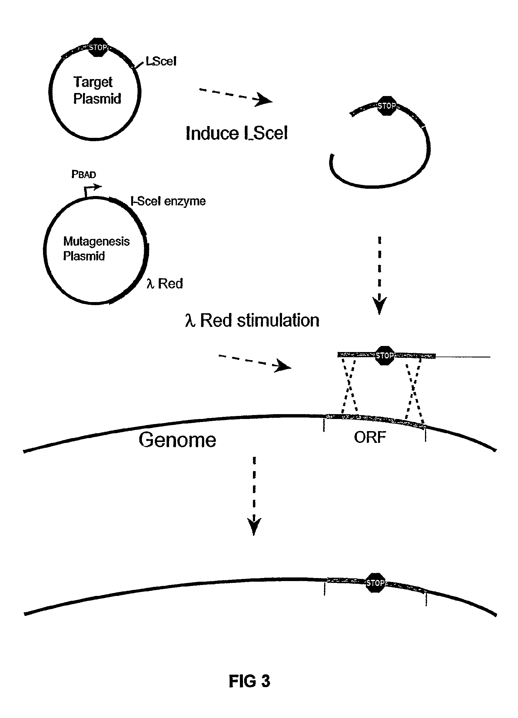 Insertion sequence-free bacteria