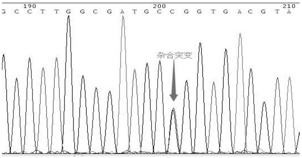 Early-onset diabetes gene mutant and applications thereof