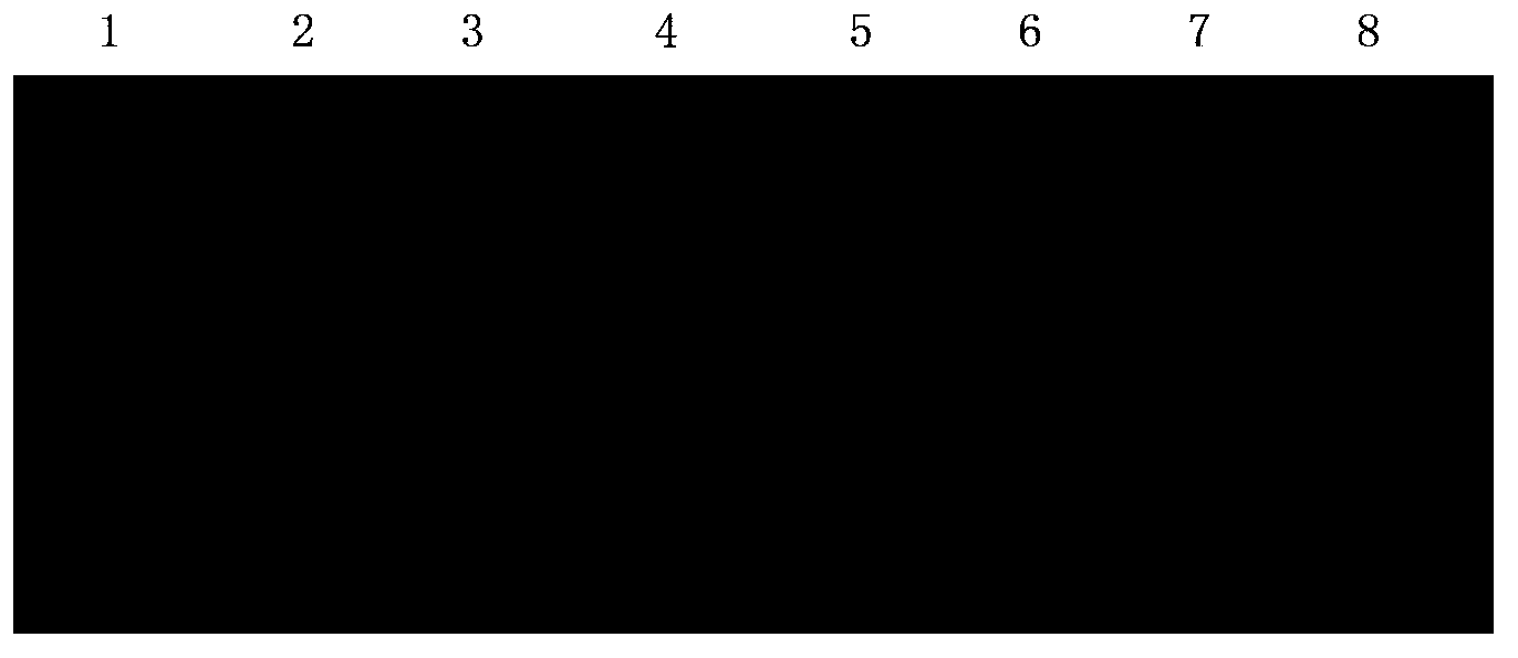 Primer composition for identification of human adenovirus type 55 and application thereof