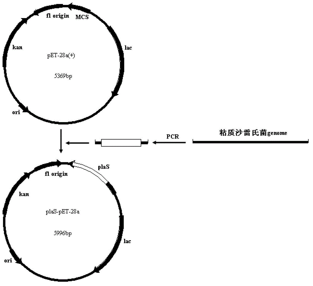 Serratia marcescens ankyrin repeat and its application