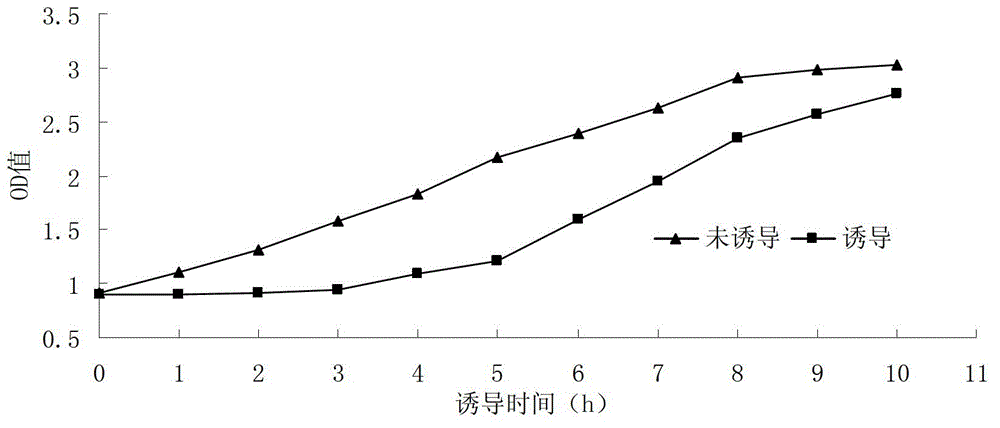 Serratia marcescens ankyrin repeat and its application