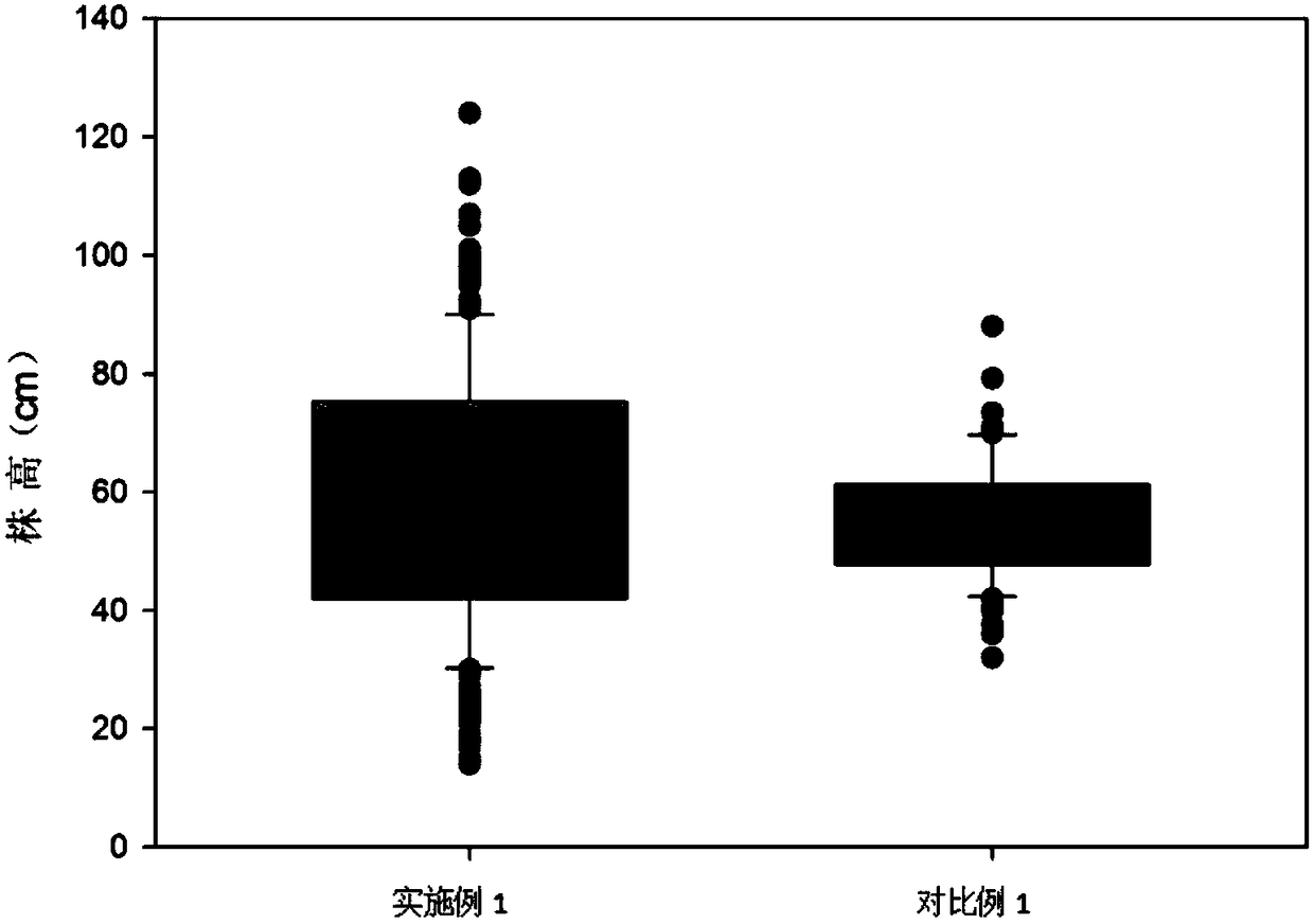 Rice hydroponics method and application thereof