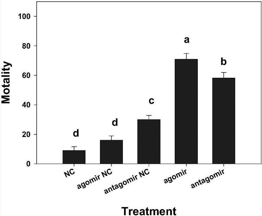 Artificially designed and synthesized miRNA and pest control action thereof on aphids