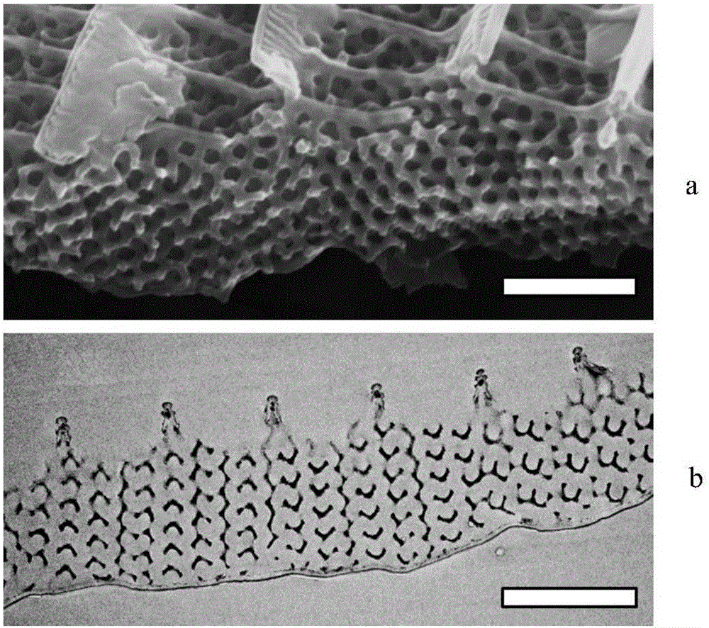 Preparation method for periodic metal material of bicontinuous internal communicating structure and application of periodic metal material