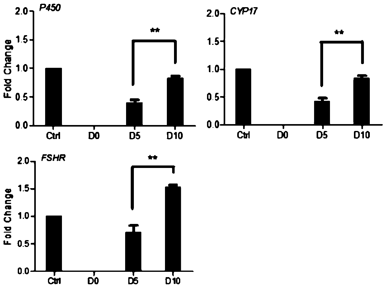 Method for in-vitro differentiation from induced pluripotent stem cells to oocyte stagnating in meiosis II stage