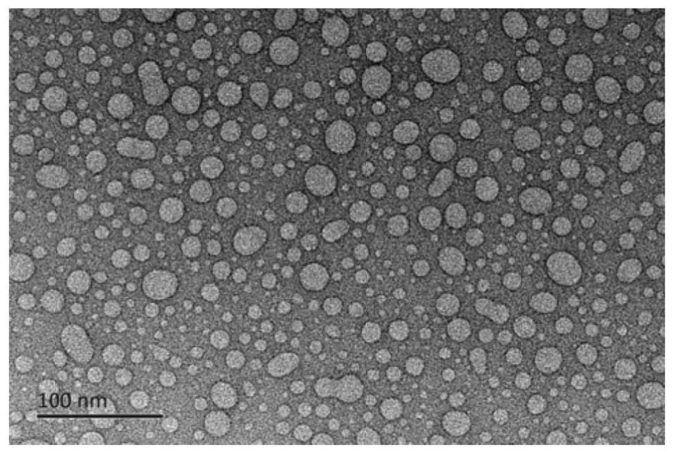 A preparation method and application of an electrochemical sensor based on tyrosinase nanocapsules