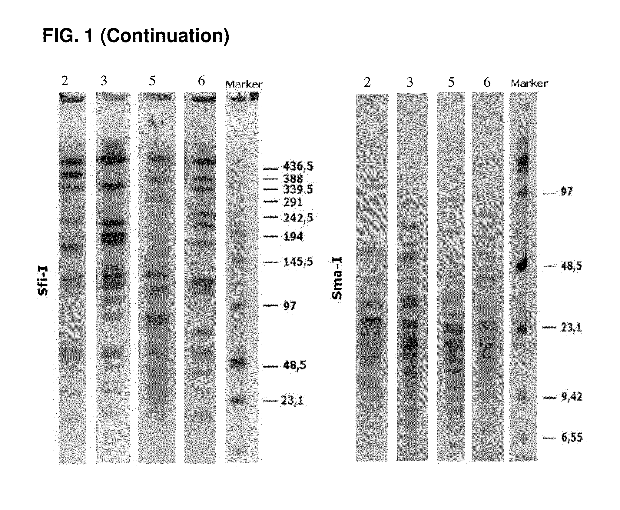 Probiotic compositions for use in the treatment of bowel diseases