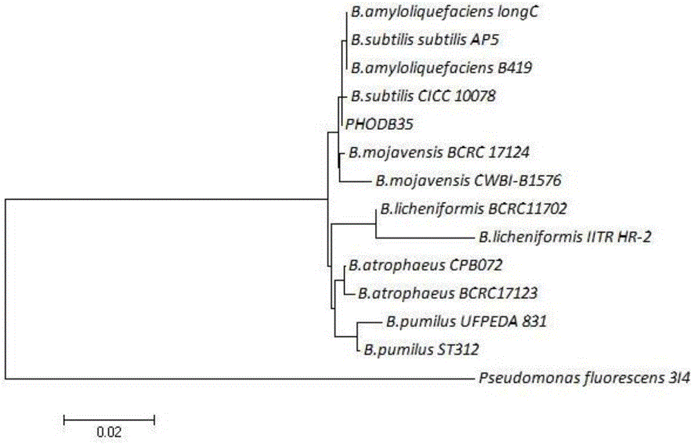 Bacillus amyloliquefaciens with inorganic phosphorus degrading and bacteria inhibiting functions and application of bacillus amyloliquefaciens