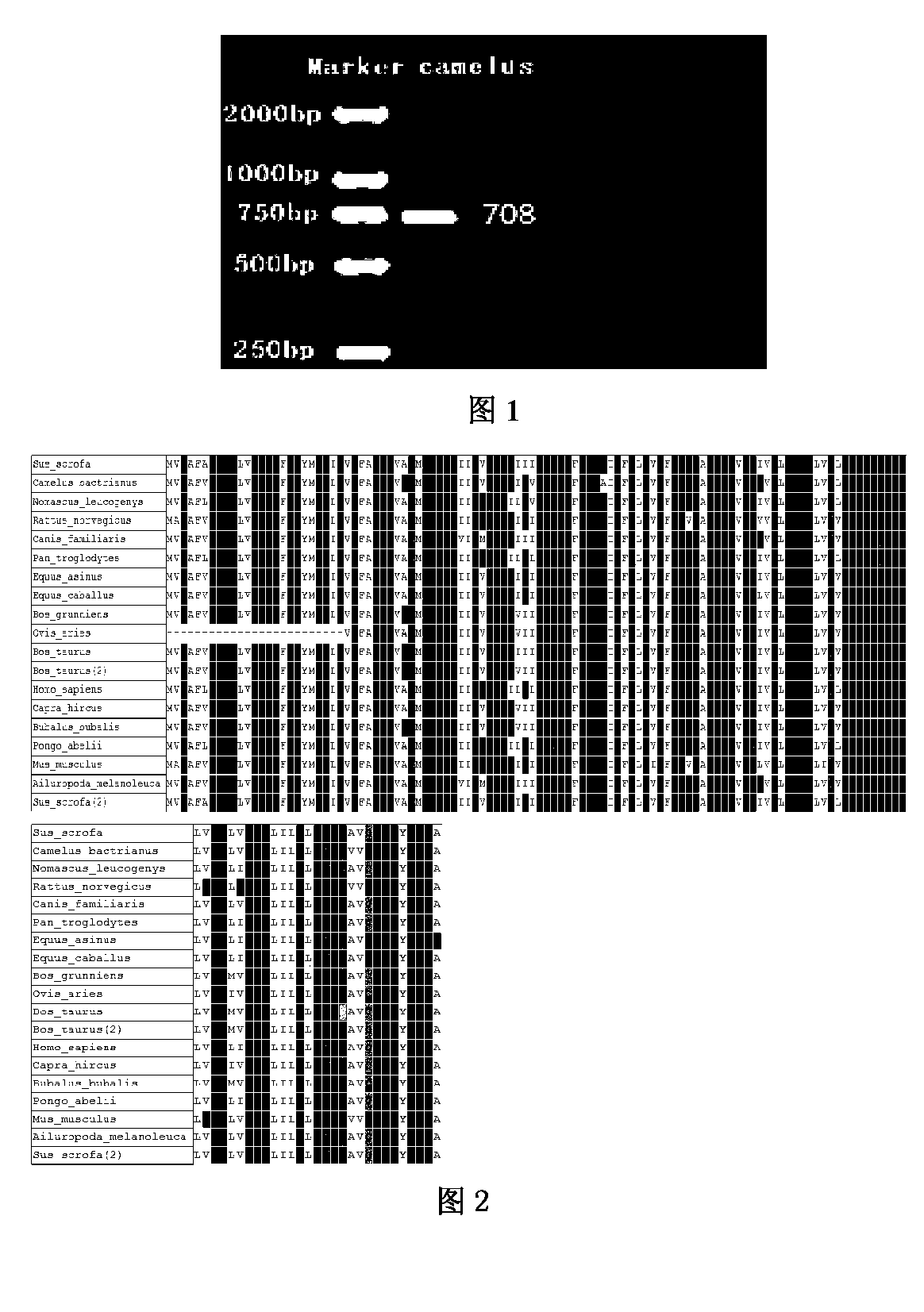 Bactrian camel H-FABP protein gene, recombinant protein and cloning method thereof