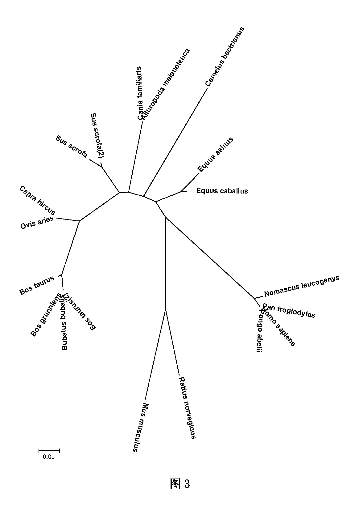 Bactrian camel H-FABP protein gene, recombinant protein and cloning method thereof