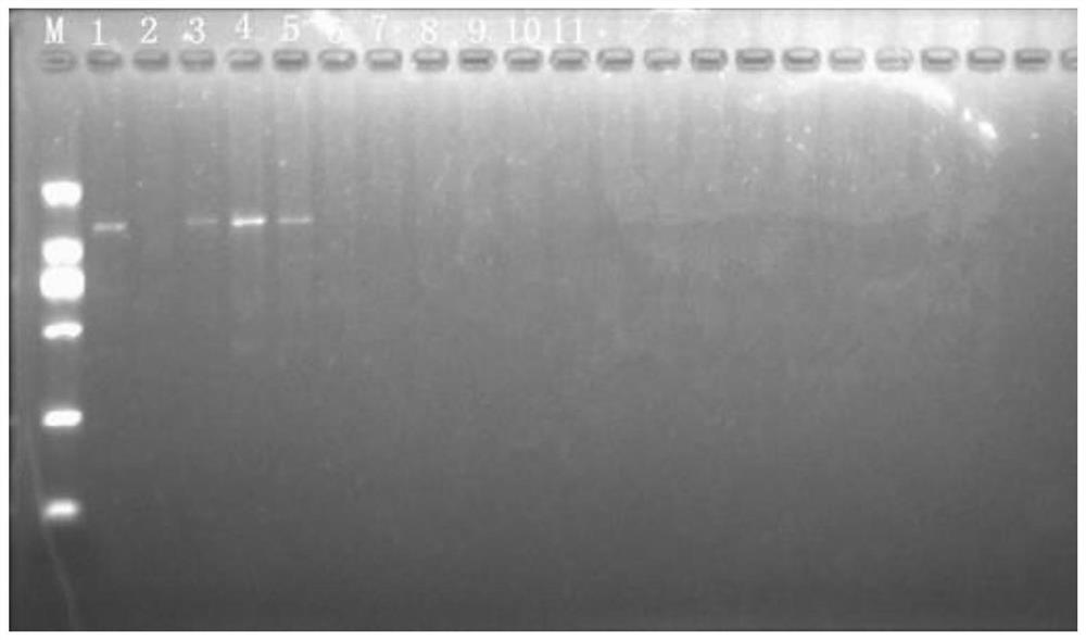 A kind of black radish germplasm resource breeding and utilization method