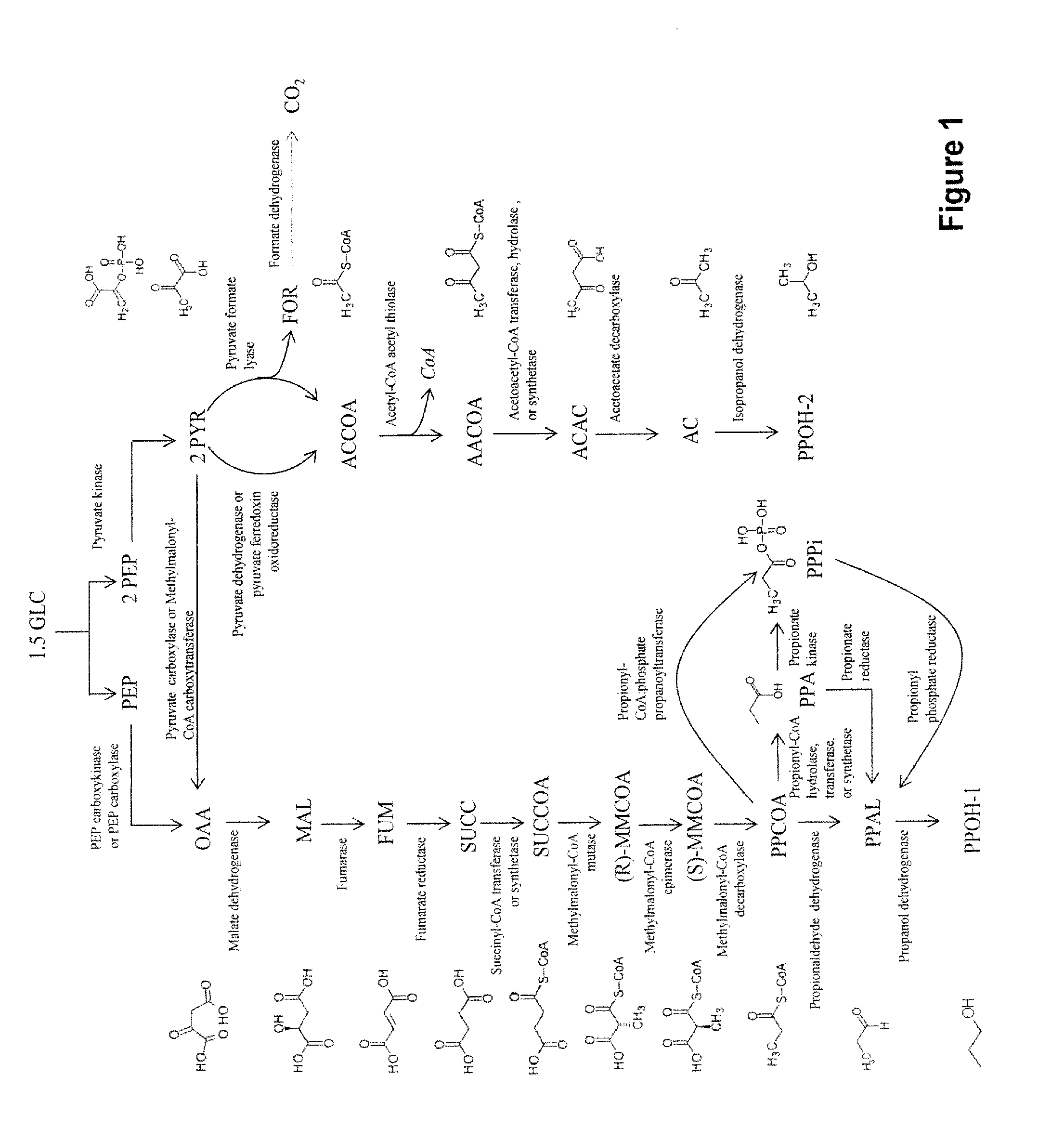Microorganisms and methods for the co-production of isopropanol with primary alcohols, diols and acids