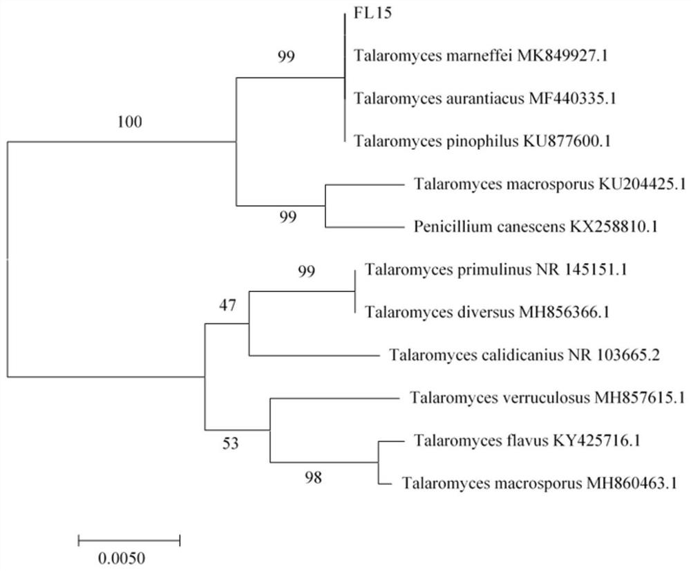 Talaromyces sp FL15 and application thereof in mediating nano-silver biosynthesis