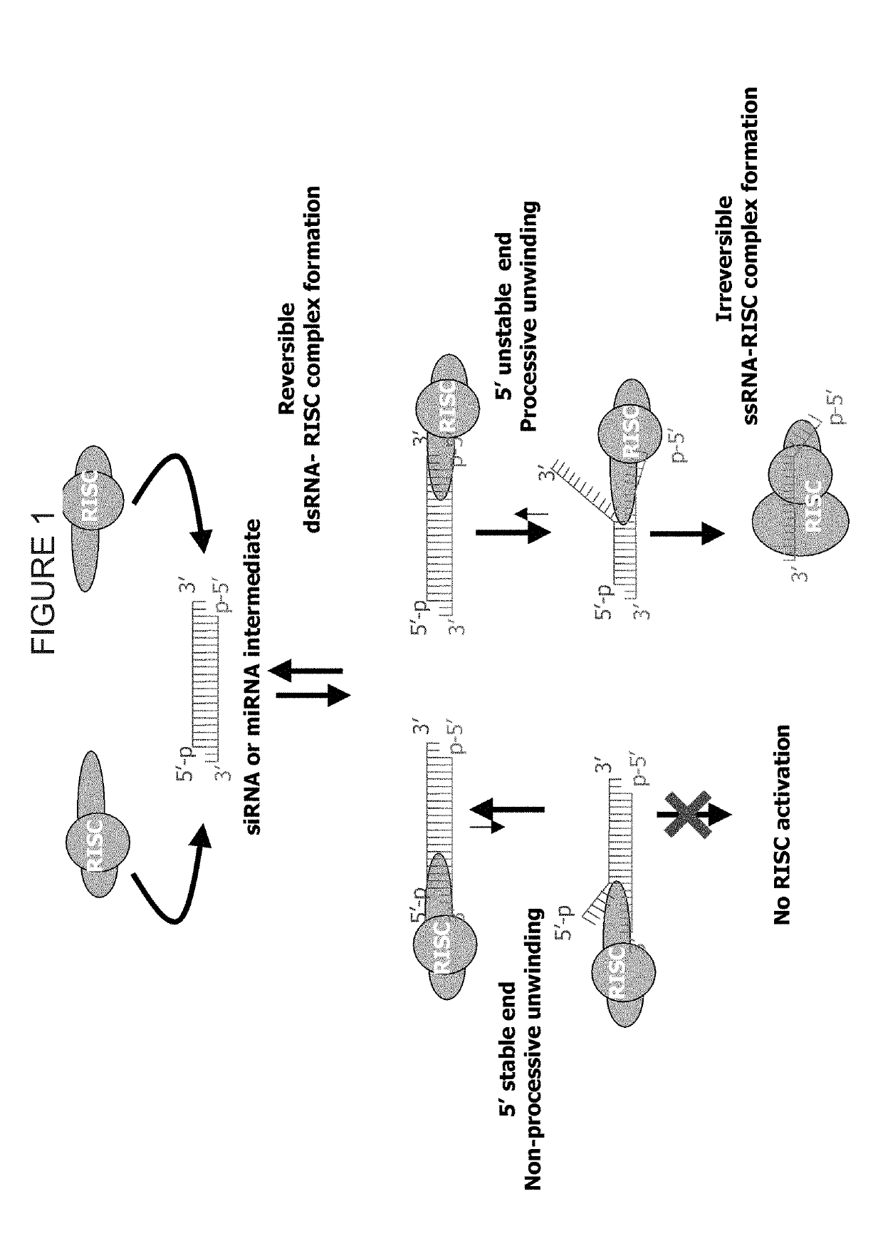 siRNA Targeting LDHA