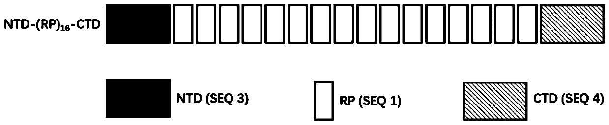 Preparation method and spinning of high-concentration recombinant spider silk protein spinning solution