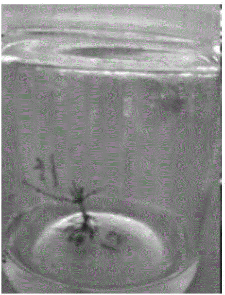 Tissue culture rooting method for Tama Tamarix jintaenia