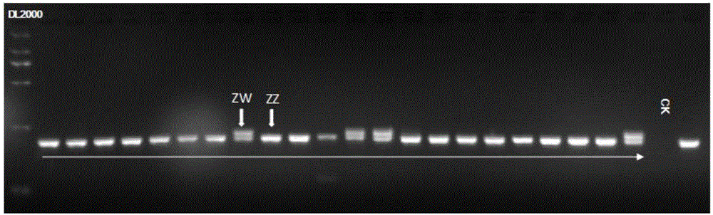 Screening method, kit and applications of cynoglossus semilaevis gunther sex conversion genetic control site