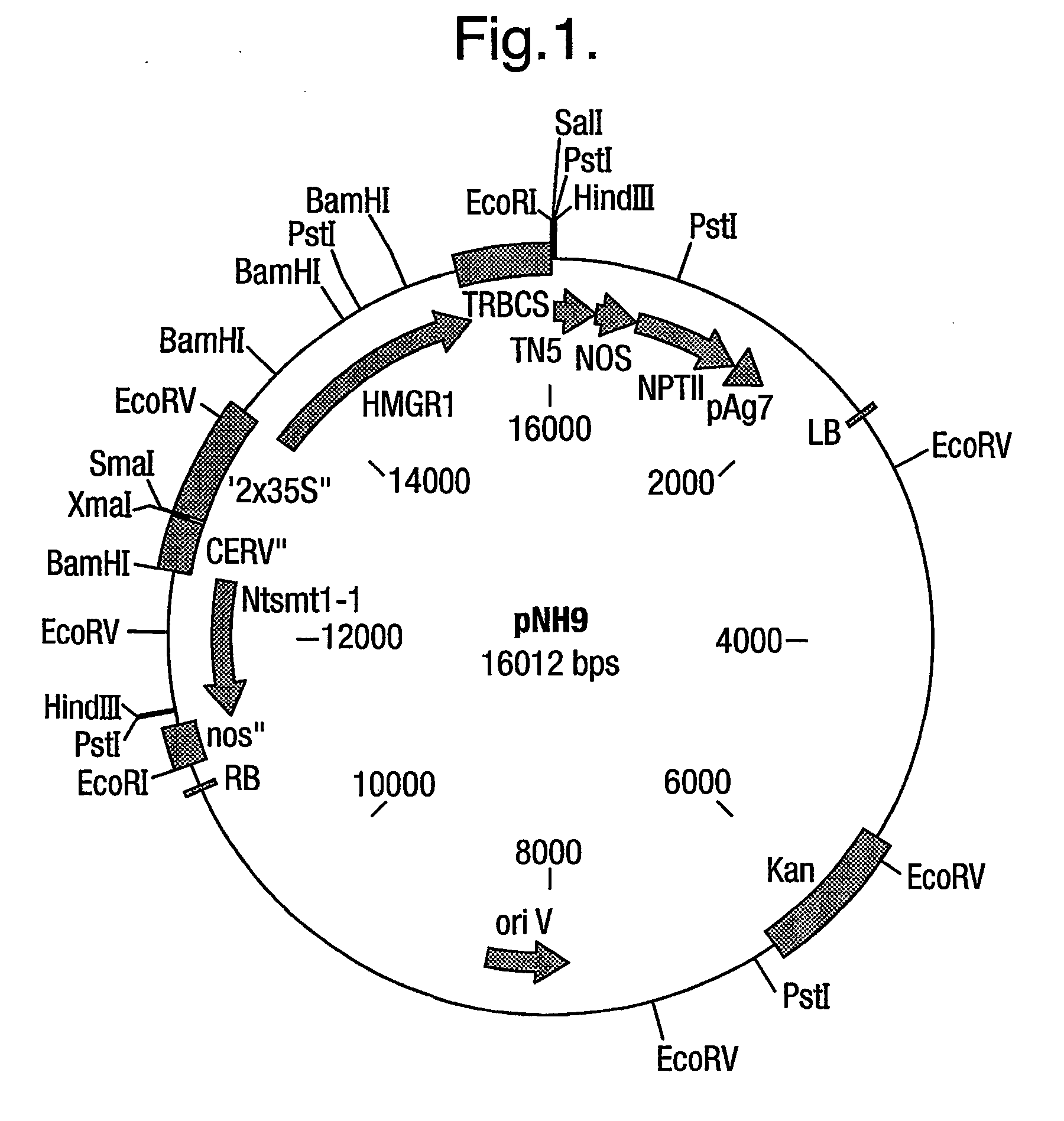 Process for modifying plants