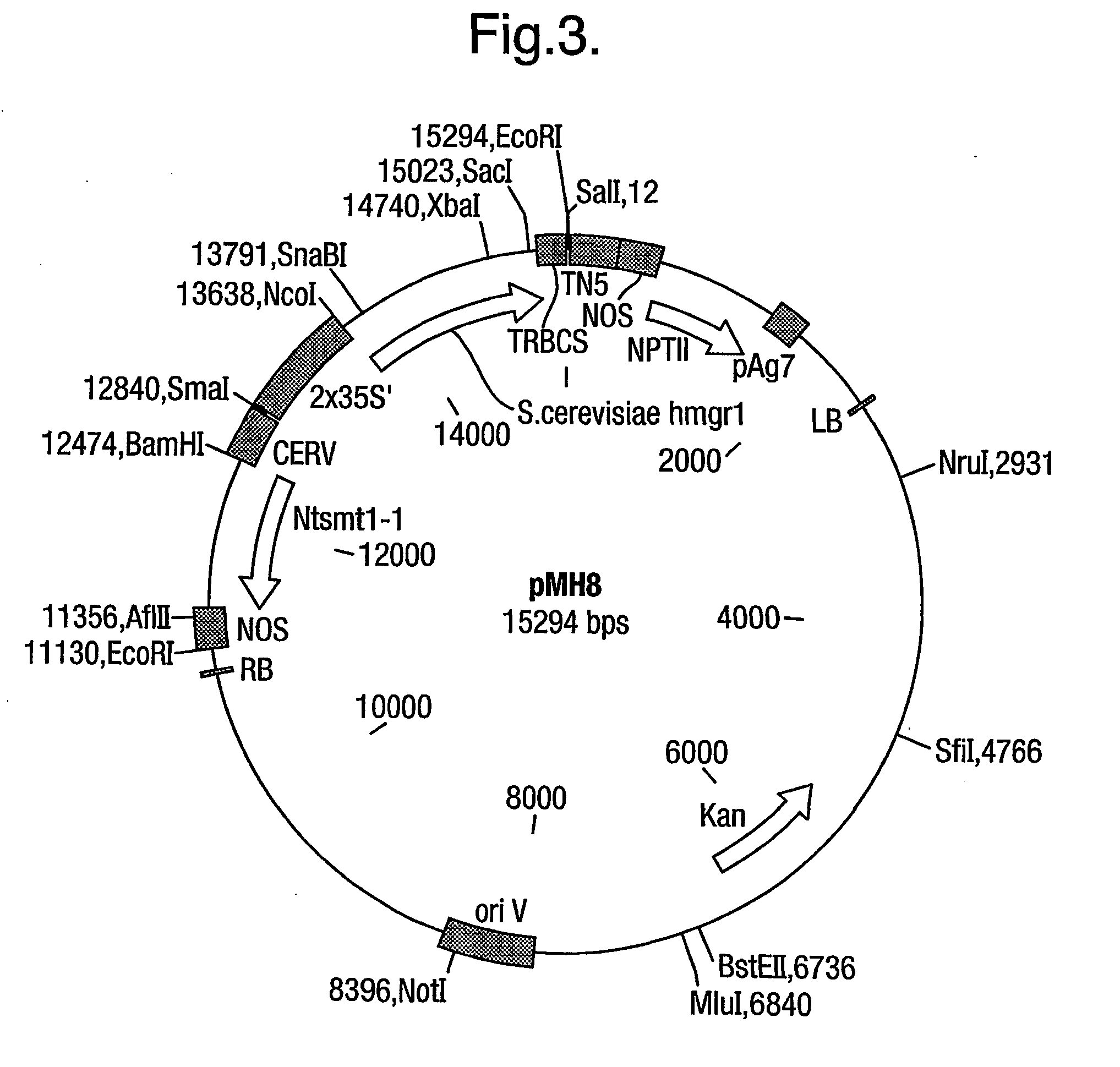 Process for modifying plants