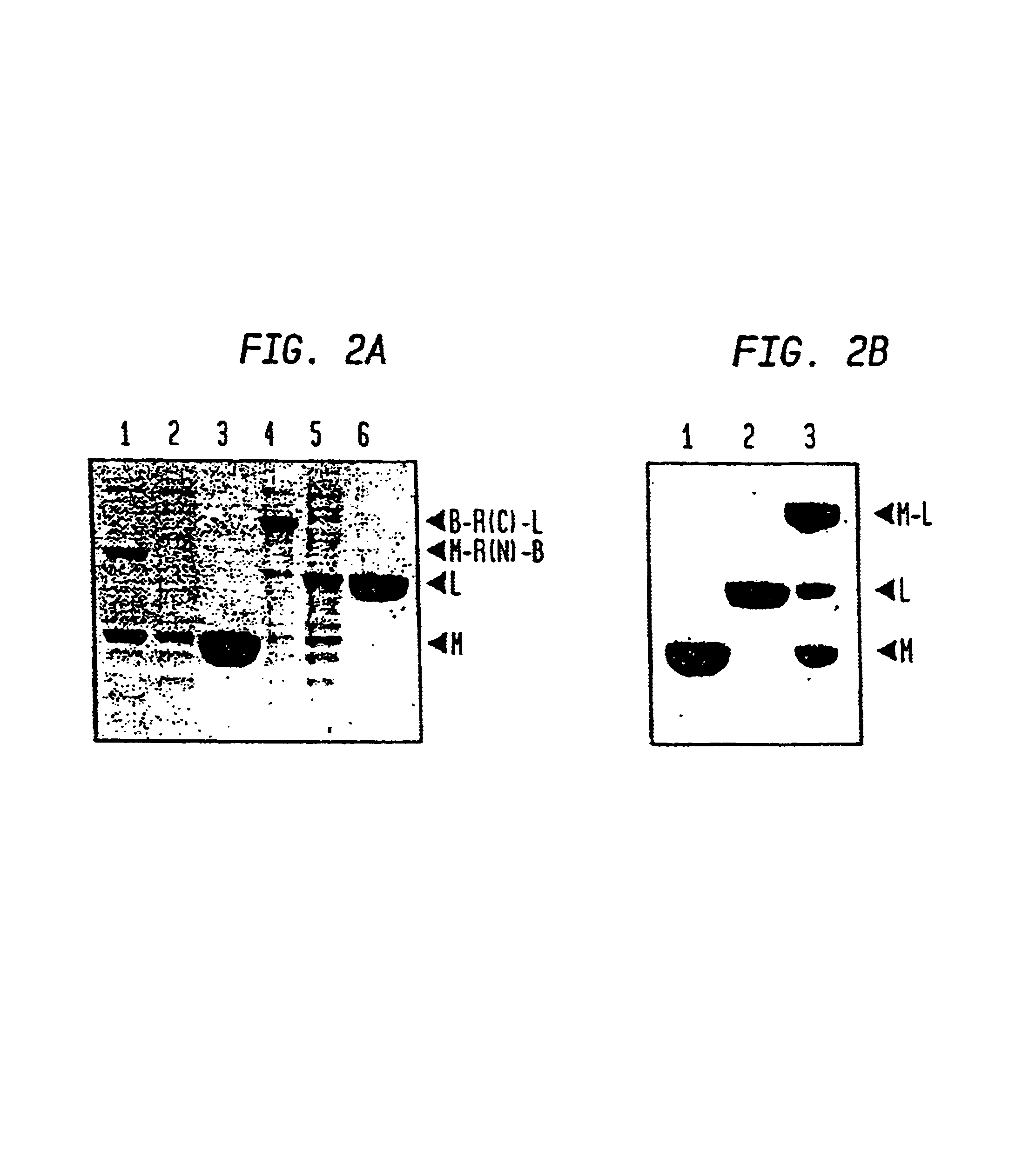 Intein-mediated protein ligation of expressed proteins