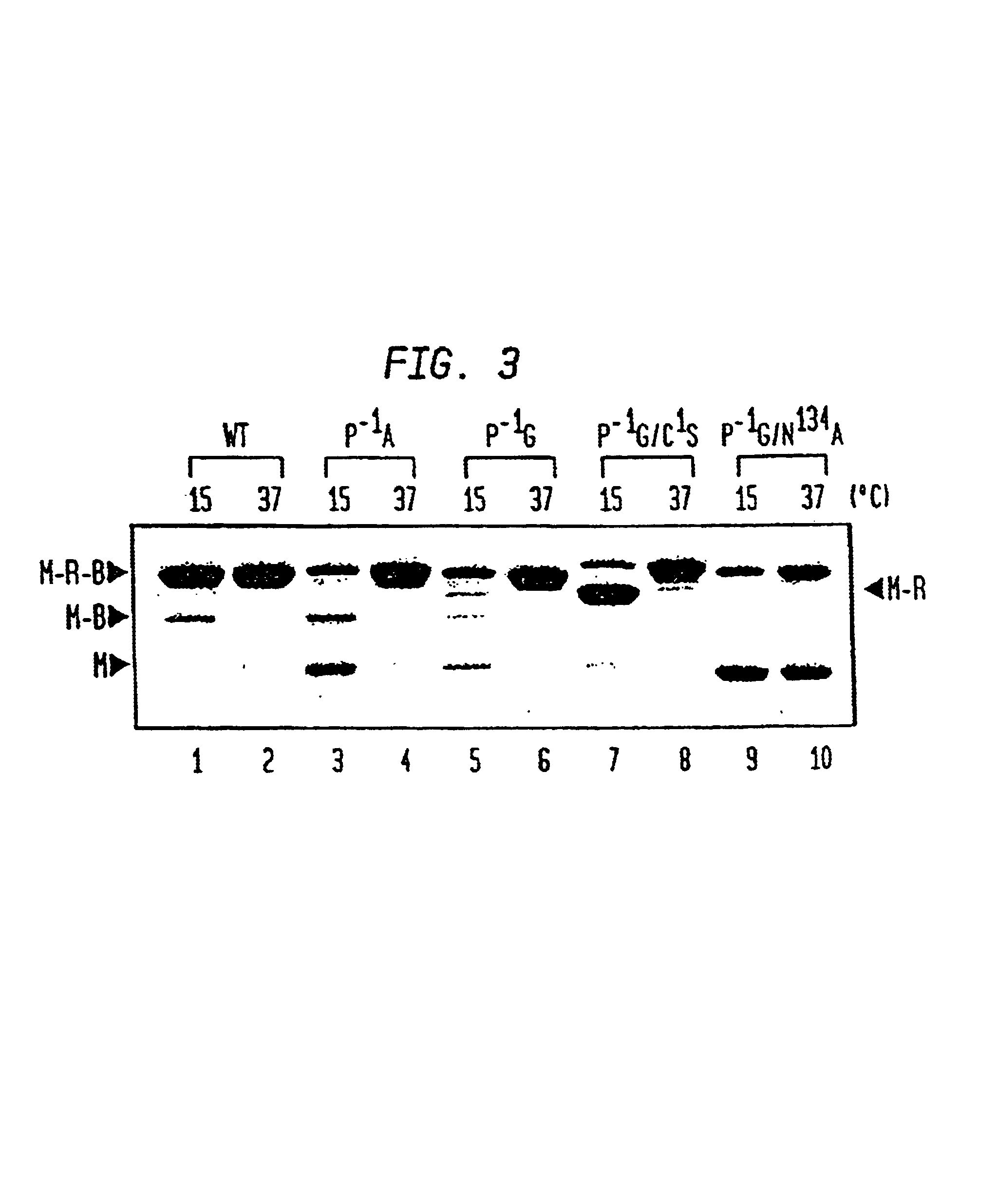 Intein-mediated protein ligation of expressed proteins