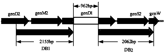 Engineering bacterium producing gentamicin A and application thereof