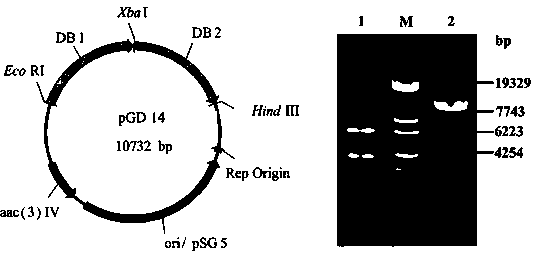 Engineering bacterium producing gentamicin A and application thereof