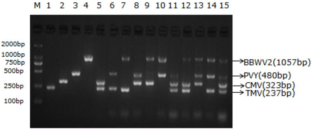 Quadruple RT-PCR method simultaneously detecting multiple kinds of pepper viruses and application of method