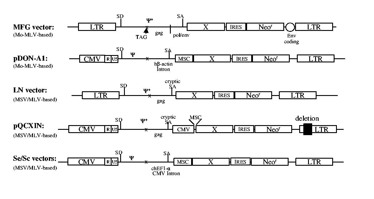 Retroviral vectors with enhanced efficiency of transgene expression and safety