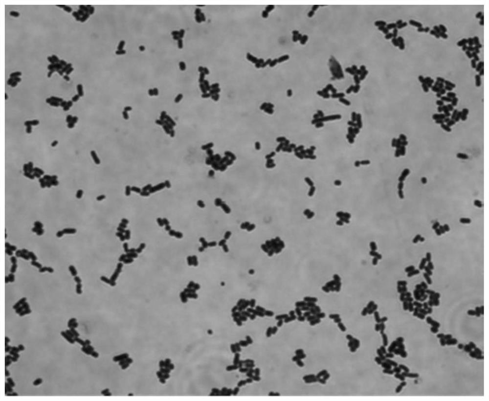 A kind of Lactobacillus reuteri and application thereof