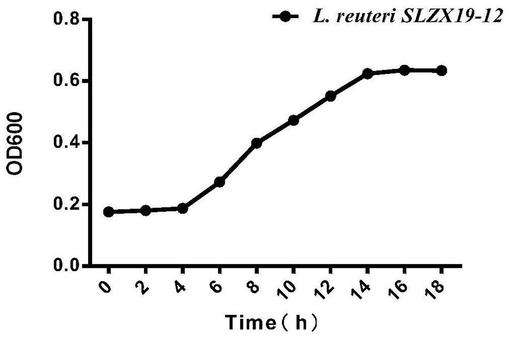 A kind of Lactobacillus reuteri and application thereof