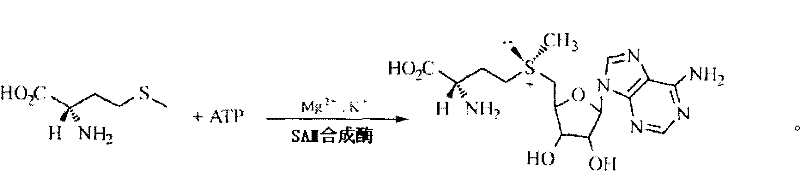 Method for synthesizing adenosyl methionine through extraneous enzyme catalysis