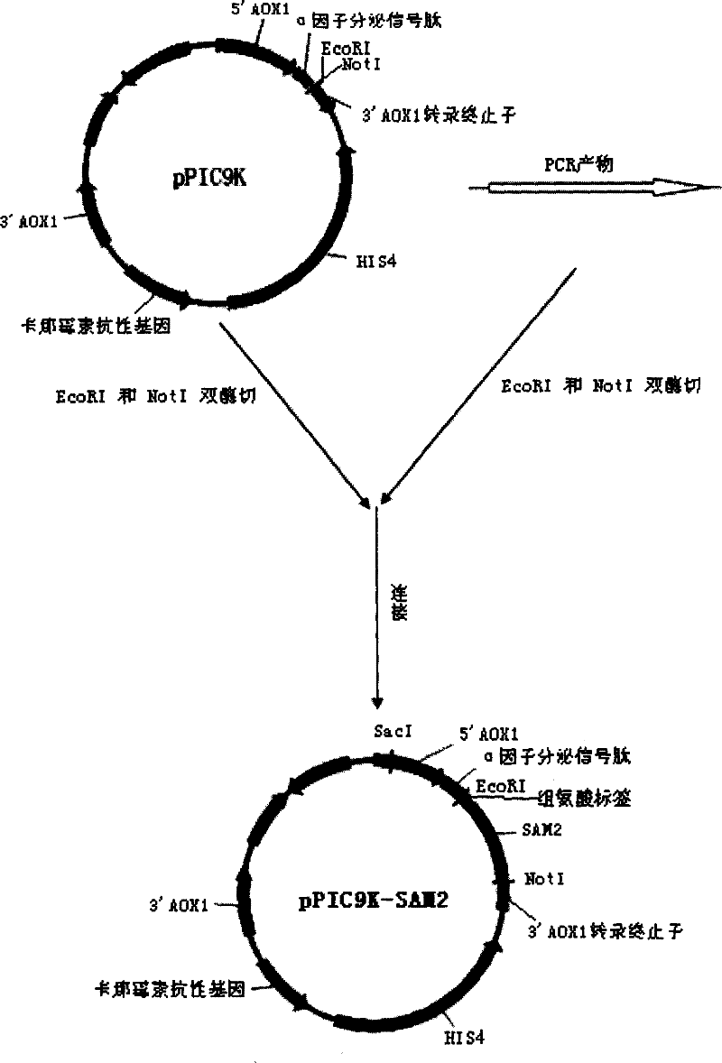 Method for synthesizing adenosyl methionine through extraneous enzyme catalysis