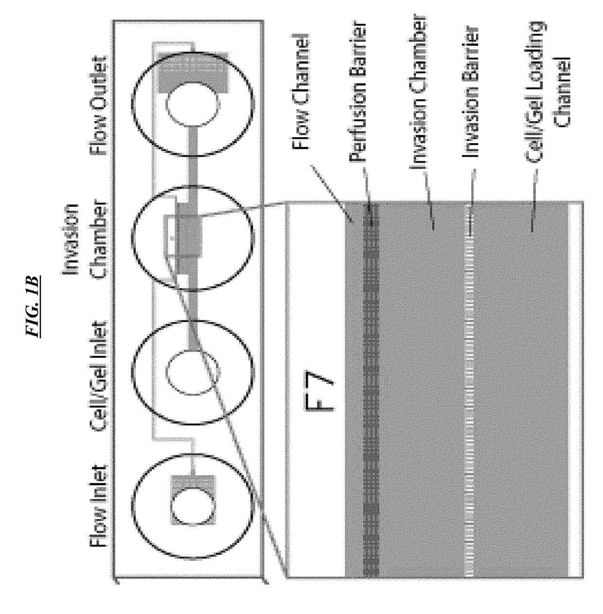 Cell Culture And Invasion Assay Method And System