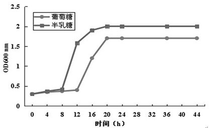 Preparation method of hippophae rhamnoides and probiotic microcapsule and hippophae rhamnoides and probiotic microcapsule product prepared by preparation method